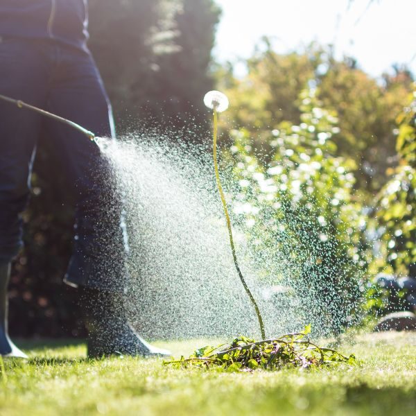 Weed Control - Image 2