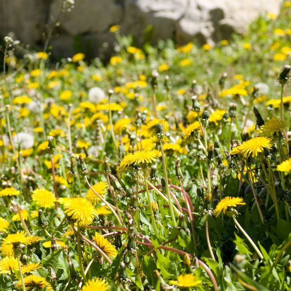 Weed Control - Image 4