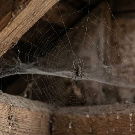 Why Professional Spider Control is Essential for Your Home - Featured Image