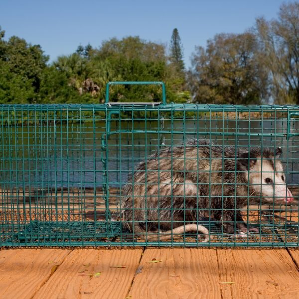 Wildlife Control - Image 1